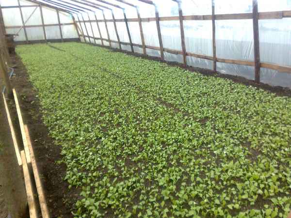 выращивание редиса в теплице зимой на продажу: особенности, фото, видео + отзывы