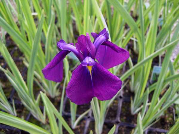 ирис японский: посадка и уход, особенности и описание сорта + фото