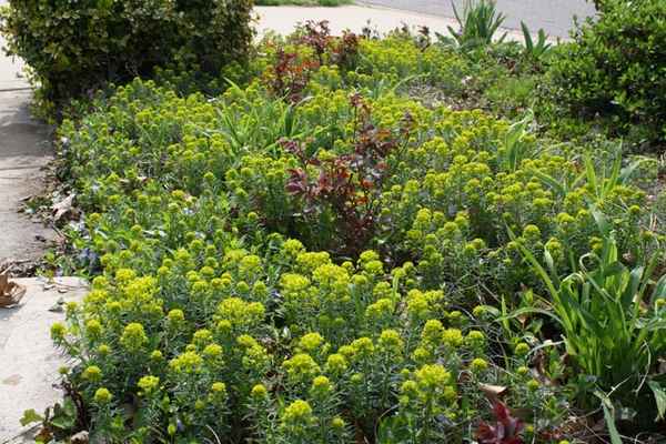 молочай кипарисовый посадка и уход в открытом грунте + фото в ландшафтном дизайне