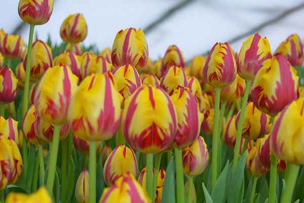 сорта тюльпанов для выгонки: фото и названия с описанием, отзывы