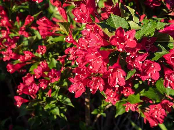 вейгела: сорта с фото, описание и хаpaктеристики, отзывы