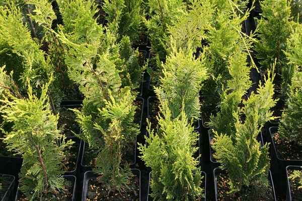 кипарисовик лавсона ивонне посадка и уход в открытом грунте, место в ландшафтном дизайне + фото