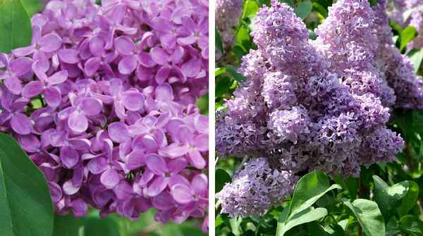 сорта сирени для разных регионов России: фото с описанием и хаpaктеристиками