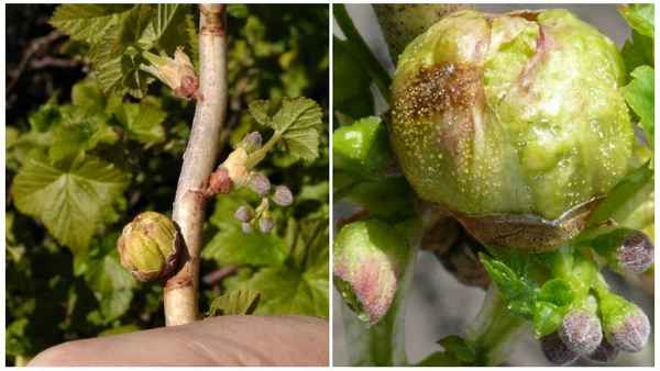 почковый клещ на смородине: как бороться весной и осенью, необходимые меры профилактики + фото