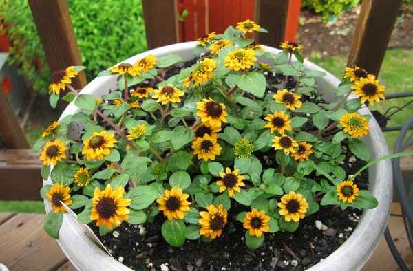 санвиталия: посадка и уход, фото, выращивание из семян в домашних условиях на рассаду, сорта и виды