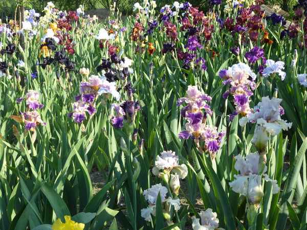 ирисы отцвели, что делать дальше? Правильный уход за ирисами после цветения