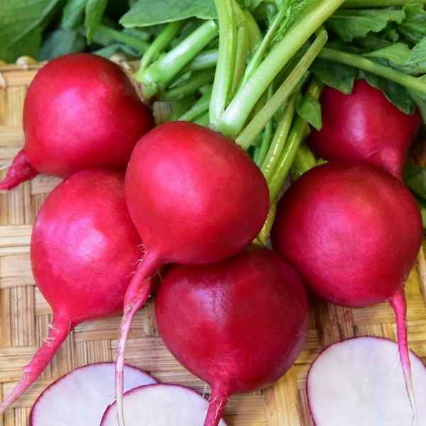 редис дуро краснодарское: отзывы, описание и хаpaктеристика сорта + фото