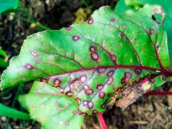 болезни свеклы: фото, описание и лечение народными средствами и препаратами