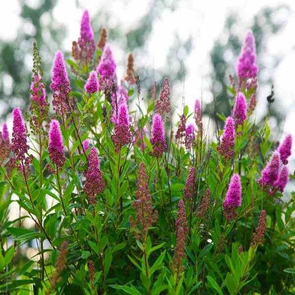 спирея иволистная: фото и описание, хаpaктеристика сорта и отзывы