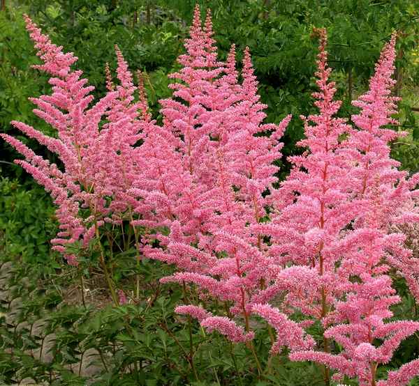 астильба: сорта и виды, фото с названием и описанием