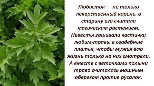 любисток лекарственный: лечебные свойства и противопоказания для мужчин и женщин, применение