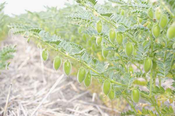 турецкий горох нут посадка и выращивание на даче в средней полосе и Сибири + фото