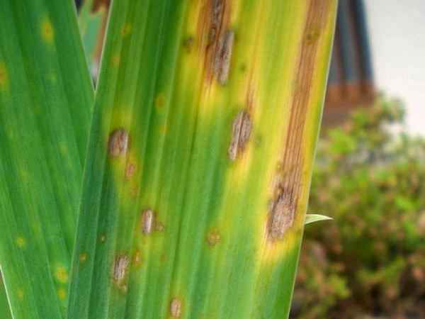 болезни ирисов и борьба с ними: фото, видео