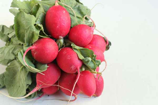 редис сора f1: отзывы, описание сорта + фото