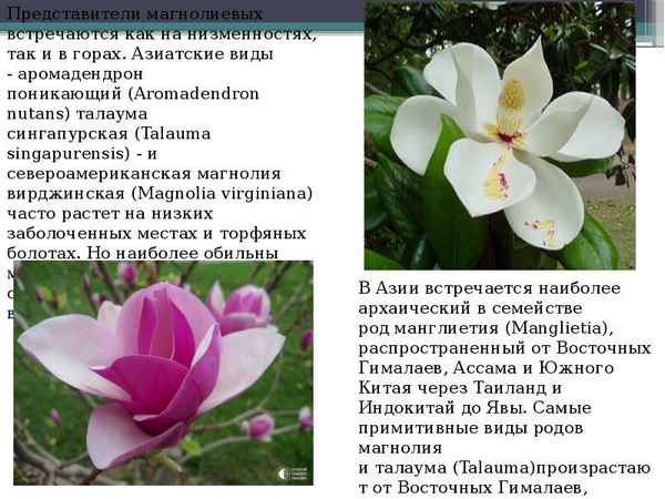 магнолия виды и сорта + описание с фото и хаpaктеристиками