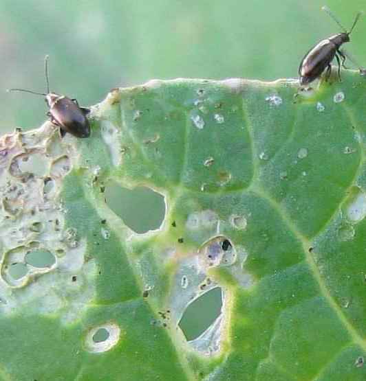 Блошка на редиске как бороться, в чем причина и что делать