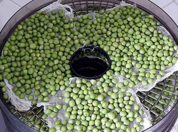 как сушить зеленый горох в домашних условиях чтобы он не терял цвет