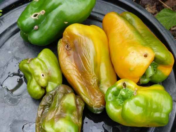 Почему перец гниет в теплице и что нужно делать + видео