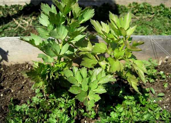 любисток выращивание и уход в открытом грунте, болезни, время сбора, фото