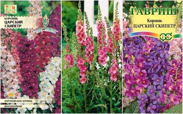 Растение коровяк царский скипетр: выращивание из семян, уход, фото