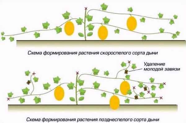 как прищипывать арбузы и дыни: схема + видео формирования арбуза в теплице