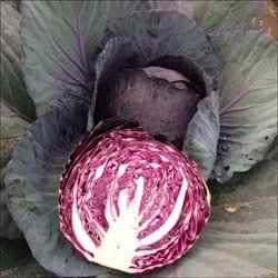краснокочанная капуста: выращивание и уход в открытом грунте, сорта + фото