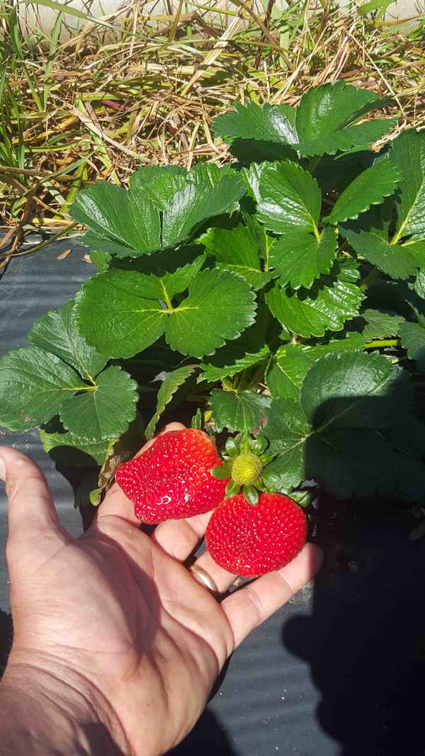 можно ли сажать рядом разные сорта клубники