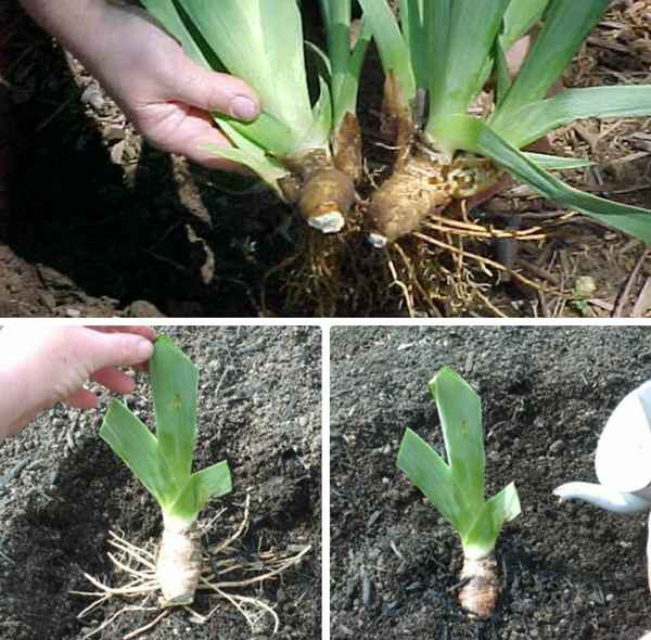 когда лучше пересаживать ирисы весной или осенью и почему