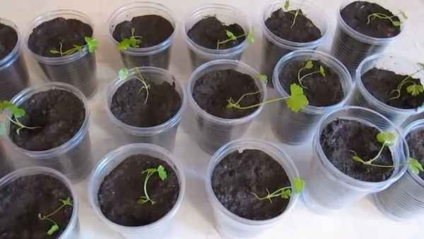 пикировка сельдерея (корневого, листового, черешкового): заглубление, видео