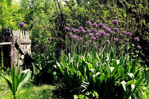 лук суворова: полезные свойства, выращивание и применение, фото + видео