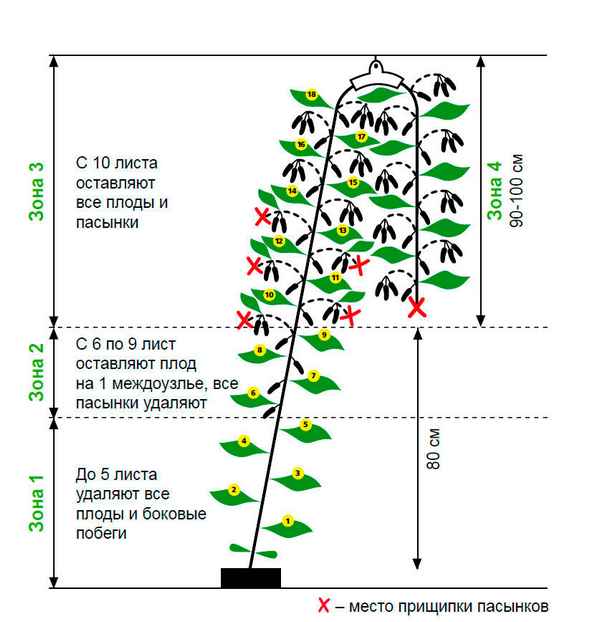 формирование огурцов в один стебель: схема (в теплице и в открытом грунте), пошаговая инструкция + видео