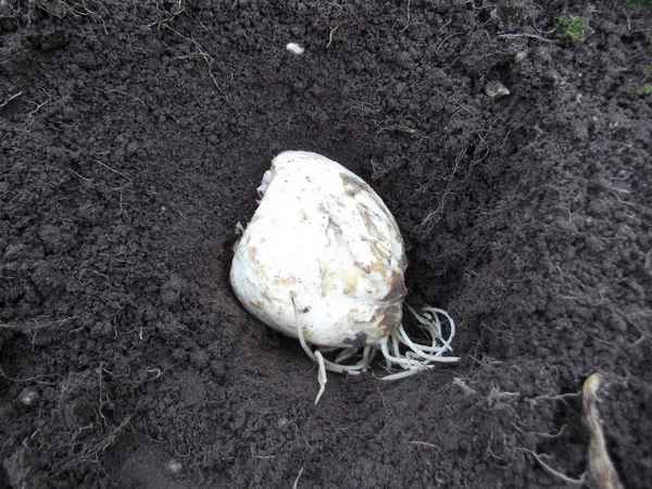 когда сажать рябчики императорские осенью