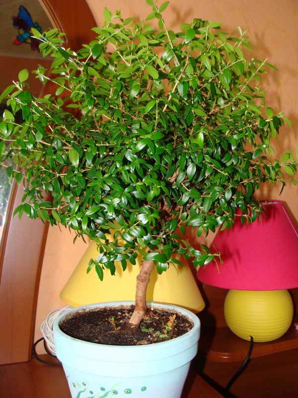 мирт обыкновенный комнатный: выращивание и уход в домашних условиях + фото