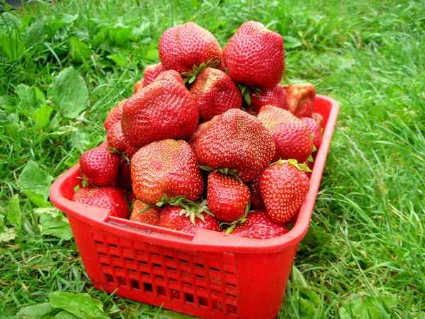 клубника чамора туруси описание сорта фото отзывы