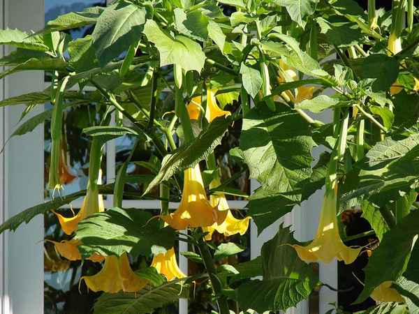 бругмансия: посадка из семян и уход в открытом грунте, размножение, болезни + фото