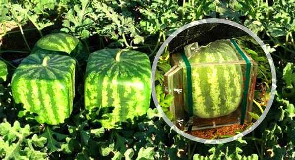 как вырастить квадратный арбуз в домашних условиях на огороде и в теплице своими руками + видео