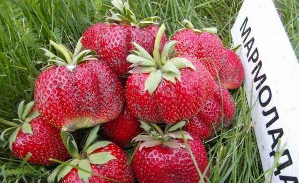 клубника мармелада: описание сорта, фото, отзывы садоводов