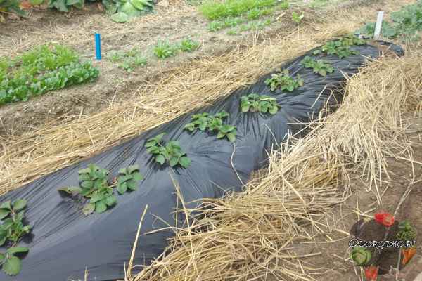 как укрыть клубнику на зиму: как правильно укрывать опилками, укрывным материалом (агроволокном, спанбондом)