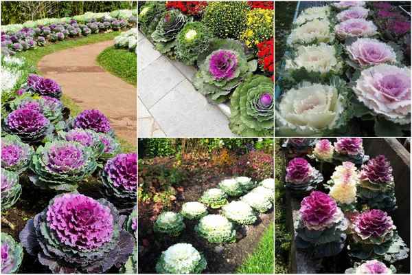 декоративная капуста: посадка и уход, выращивание в открытом грунте, фото в ландшафтном дизайне