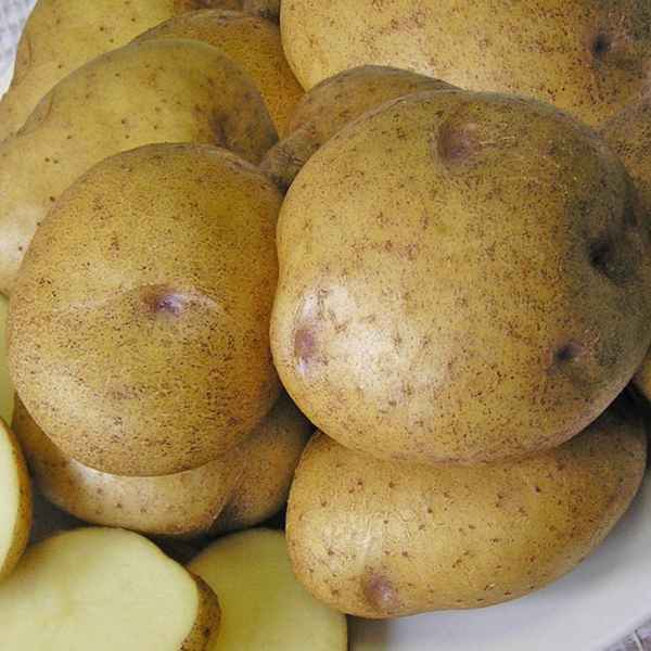 картофель синеглазка: описание сорта, фото, отзывы