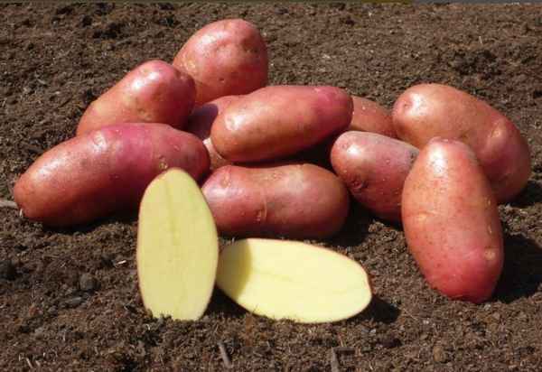 картофель ред скарлет: описание сорта, фото, отзывы