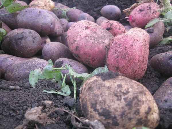 Лучшие сорта картофеля для средней полосы России с фото и описанием