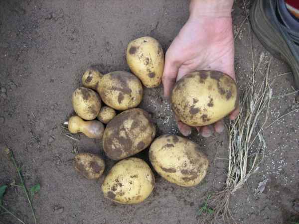 картофель скарб: описание сорта, фото, отзывы, урожайность