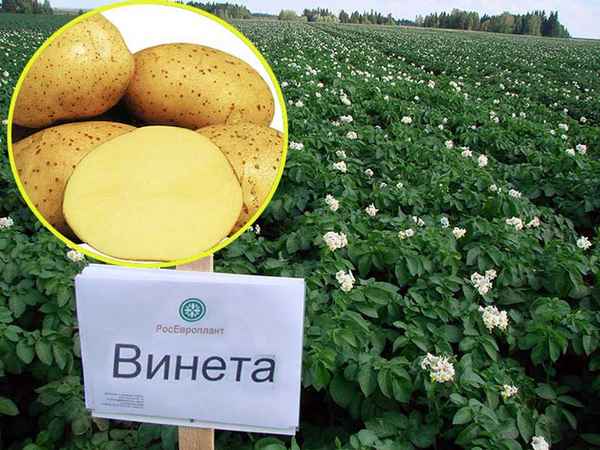 картофель венета: описание сорта, фото, отзывы, урожайность