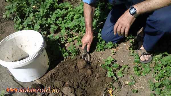 как бороться со снытью на огороде и дачном участке народными средствами