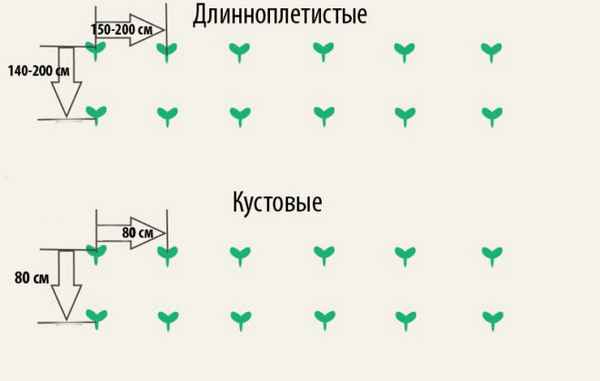 на каком расстоянии сажать тыкву в открытый грунт друг от друга