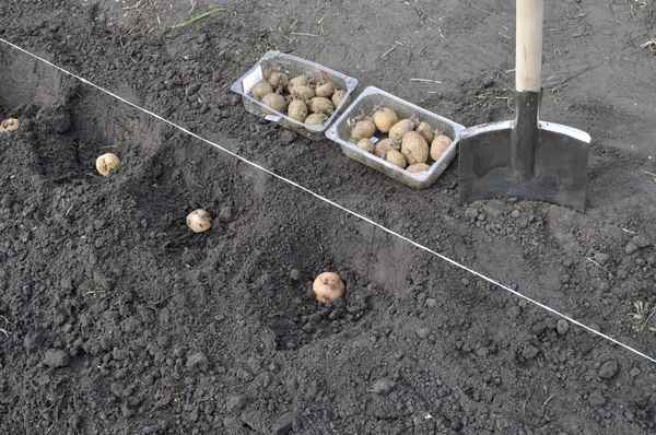 на какую глубину сажать картошку, чтобы получить хороший урожай?