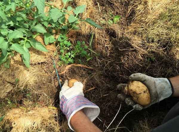 выращивание картофеля под сеном или соломой: посадка картошка, уход + видео