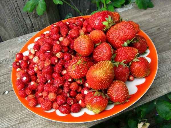 земляника и клубника отличия, фото