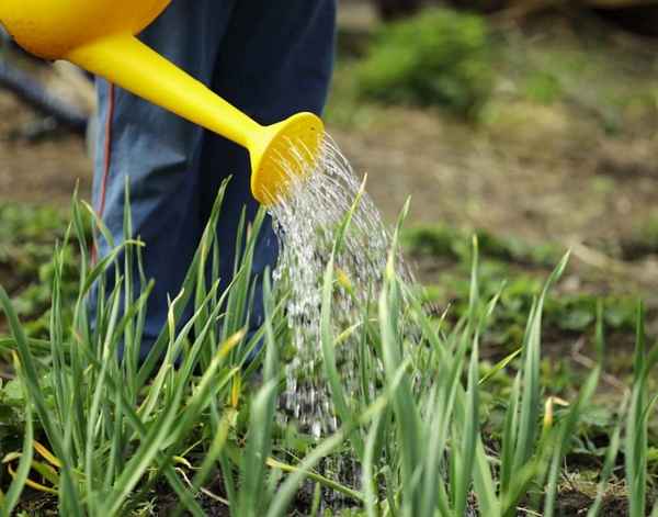 как часто поливать лук в открытом грунте после посадки и в жару
